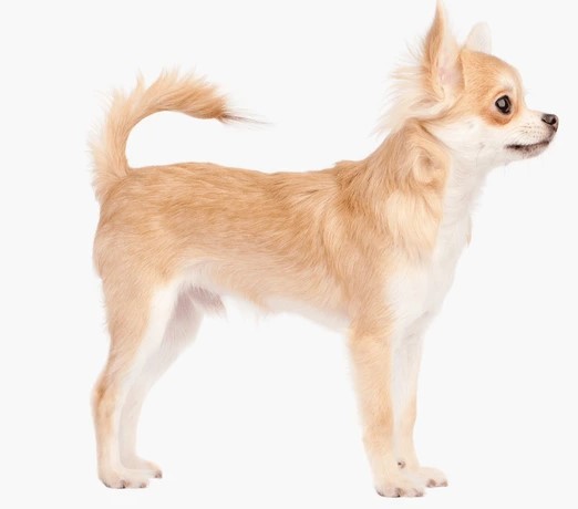 Chihuahua Breed Profile: Chihuahua Height, Weight & Health Concerns