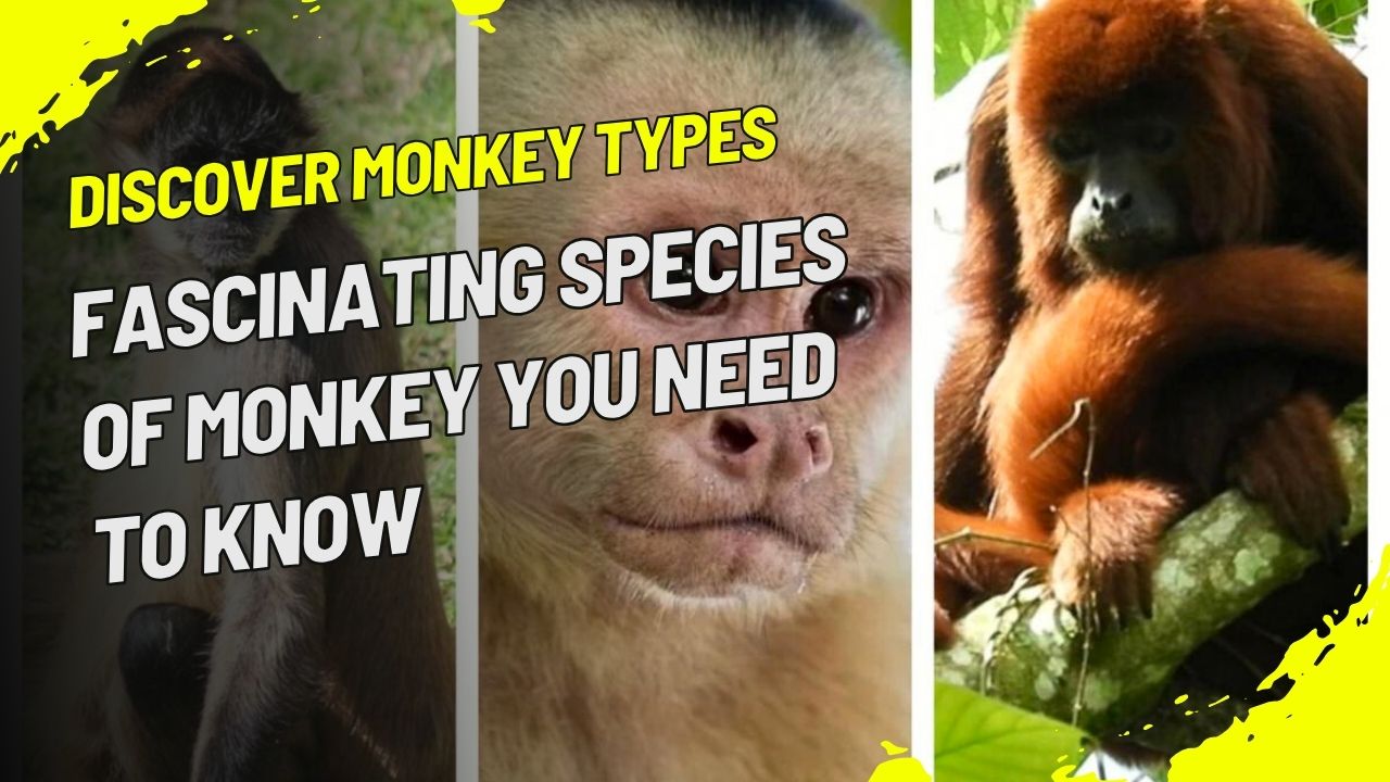 Discover Monkey Types: Fascinating Species of Monkey You Need to Know