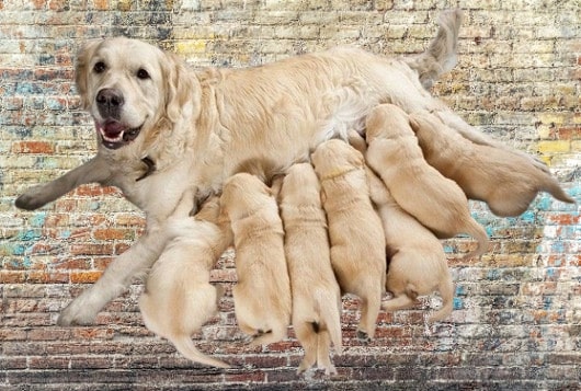 Can a female dog get pregnant by multiple male dogs in one heat cycle?