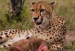 Cheetah feeding: what is it like?