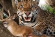 Do you want to know what Jaguar eats?