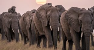Elephants: More Than Just Big Ears and Trunks