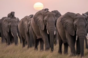 Elephants: More Than Just Big Ears and Trunks