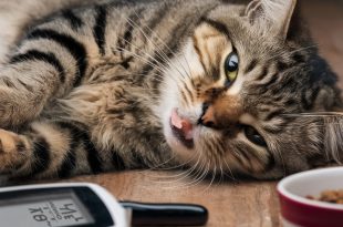 Hypoglycemia (Low Blood Sugar) in FelineHypoglycemia (Low Blood Sugar) in Feline