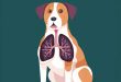 Pulmonary Fibrosis in Dogs Causes, Symptoms, and Treatment
